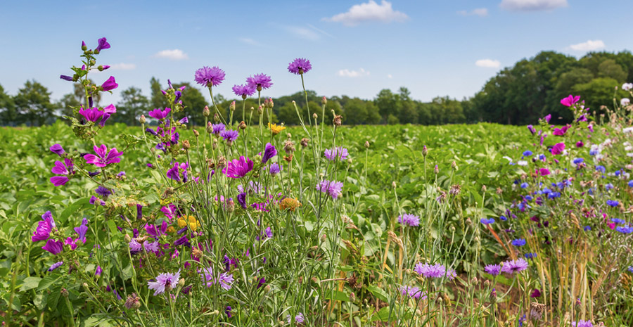 BNP Paribas breekt lans voor ecosysteemdiensten