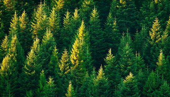 Mastercard wil samen met partners 100 miljoen bomen gaan planten