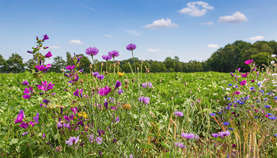 BNP Paribas breekt lans voor ecosysteemdiensten