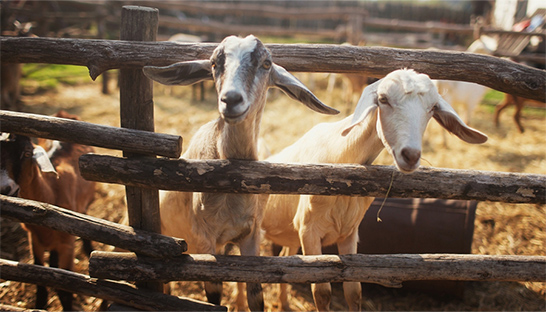 World Animal Protection dient OESO-klacht in tegen Rabobank