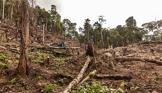 Nederlandse banken verdienden ruim €1 miljard aan financiering van ontbossing