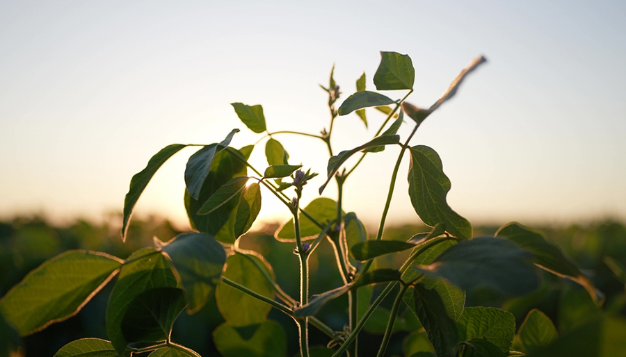Rabobank-fonds blijkt populair: boeren investeren €1 miljard in duurzamere toekomst 