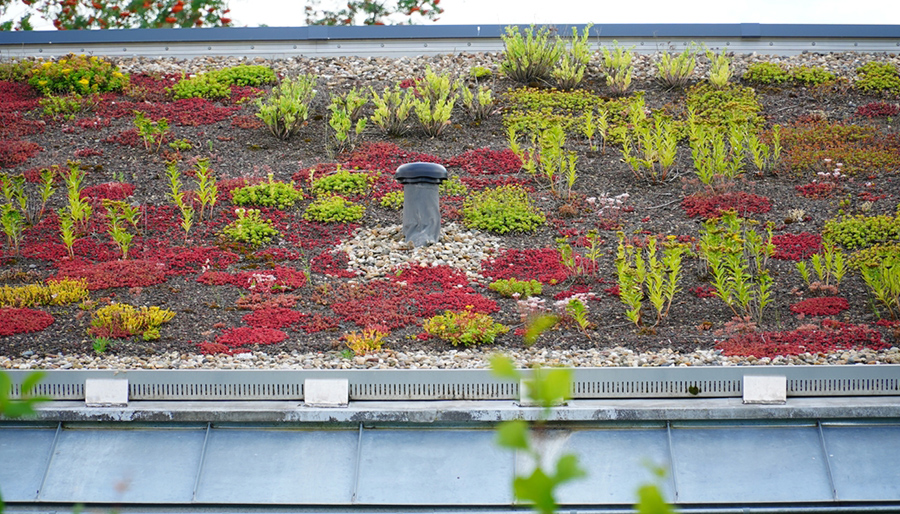 Dak verduurzamen? ASN Bank en Naturalis lanceren gratis e-learning ‘Groene daken’